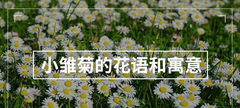 小雏菊的花语（探究小雏菊的象征意义）