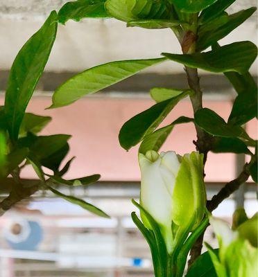 含笑花花语（揭示这种花的丰富内涵与文化底蕴）