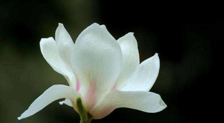 木兰花的花语（探寻木兰花背后的含义与象征）