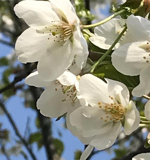 珍珠花花语大揭秘（解读珍珠花的8个花语）