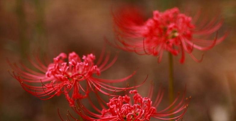 探秘彼岸花——花开花落的寓意（一朵美丽的彼岸花，寄托着怎样的情感？）