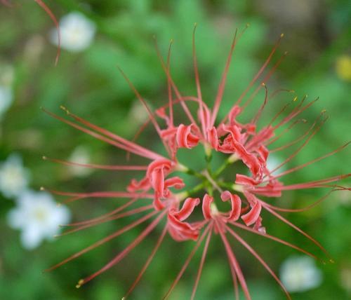 探秘彼岸花——花开花落的寓意（一朵美丽的彼岸花，寄托着怎样的情感？）