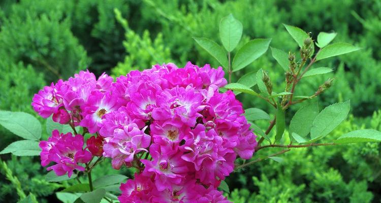 丰花月季——花开富贵（丰收、幸福与美好生活）