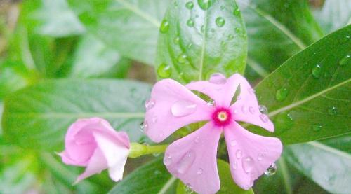 长春花花语（探寻长春花花语的含义及传说）