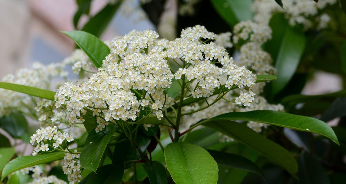 石楠花的花语——永恒的爱（解析石楠花的花语，传递爱情的真谛）