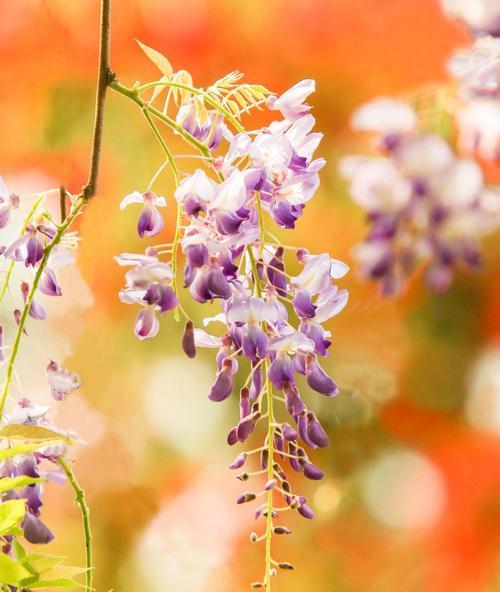 探寻紫藤花的花语（探究紫藤花所代表的意义，感受自然之美）