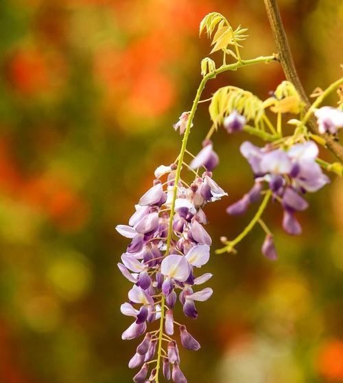 探寻紫藤花的花语（探究紫藤花所代表的意义，感受自然之美）