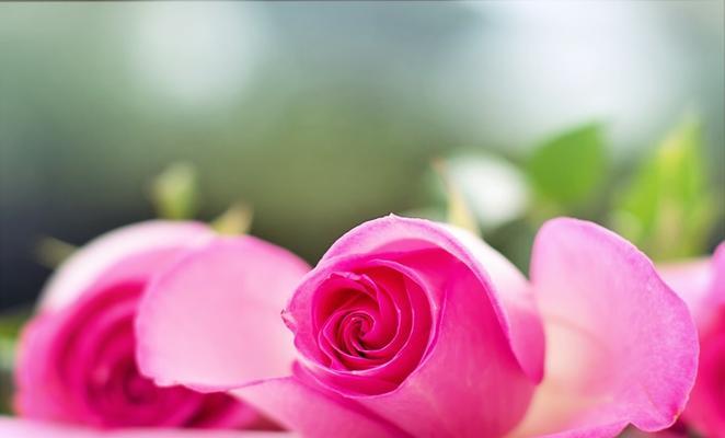 99朵粉色玫瑰花的含义与象征（玫瑰花语中的浪漫传说）