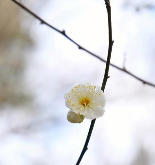 梅花的文化内涵（解析梅花在中国文化中的象征意义）