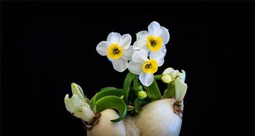 探寻水仙花的寓意（揭开水仙花所蕴含的深层含义）