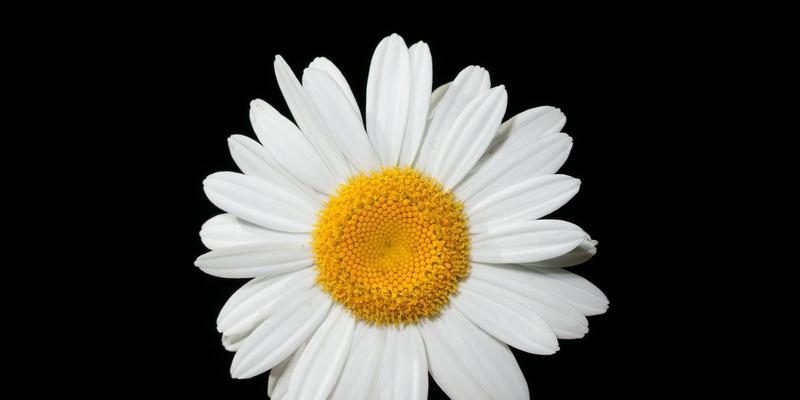 小雏菊的花语象征与意义（传递爱和友谊的鲜花）
