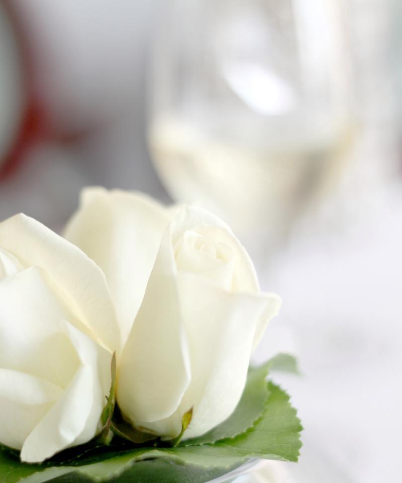 白玫瑰花的寓意（探寻白玫瑰的象征意义）