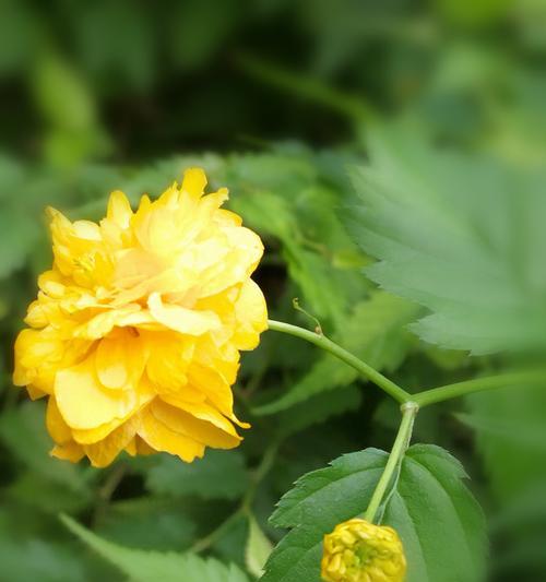 棣棠花花语——感受生命的美妙（品味花海中的情感世界）