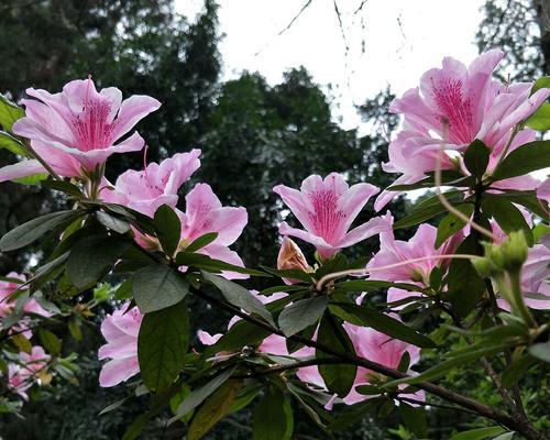 杜鹃花的花语与寓意（缤纷妩媚，寓意美好生活）