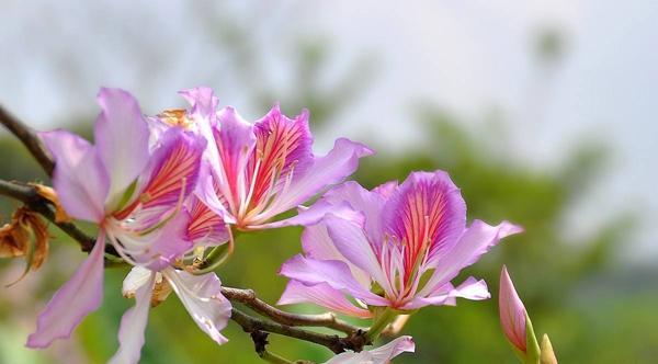 寓意与花语——紫荆花（紫荆花与希望、祝福、骄傲、悼念）