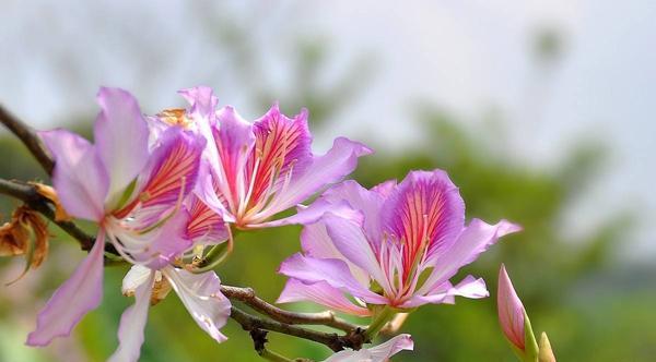 寓意与花语——紫荆花（紫荆花与希望、祝福、骄傲、悼念）