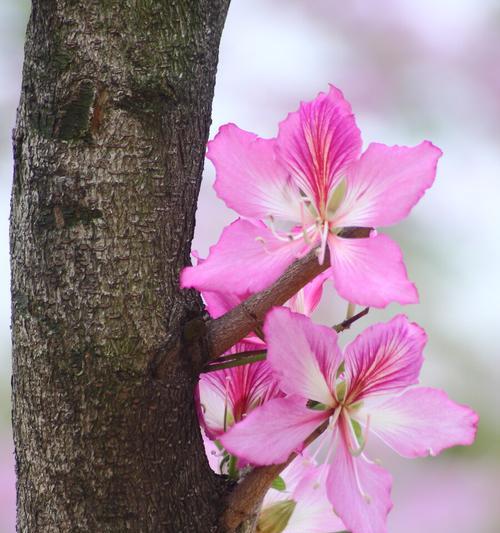 寓意与花语——紫荆花（紫荆花与希望、祝福、骄傲、悼念）