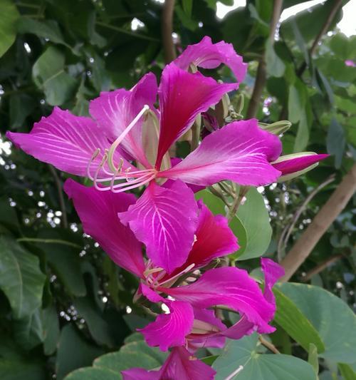 寓意与花语——紫荆花（紫荆花与希望、祝福、骄傲、悼念）