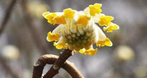 结香花语与传说（传承千年的芬芳与美好）