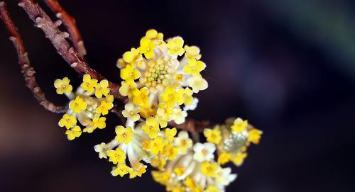 结香花语与传说（传承千年的芬芳与美好）