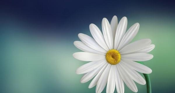 白色小雏菊的花语（传递纯洁和真实的信仰，）