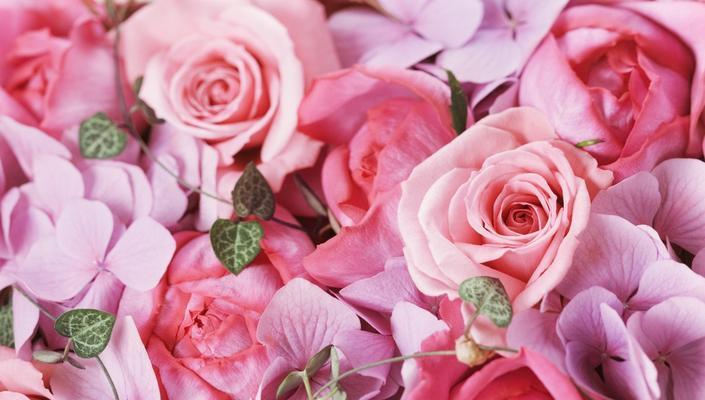 粉色玫瑰的代表意义（解读粉色玫瑰花语，探寻浪漫情怀）