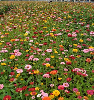 百日菊的花语——寓意美好的长青之花（探秘百日菊的花语，传递自然之美的寓意）