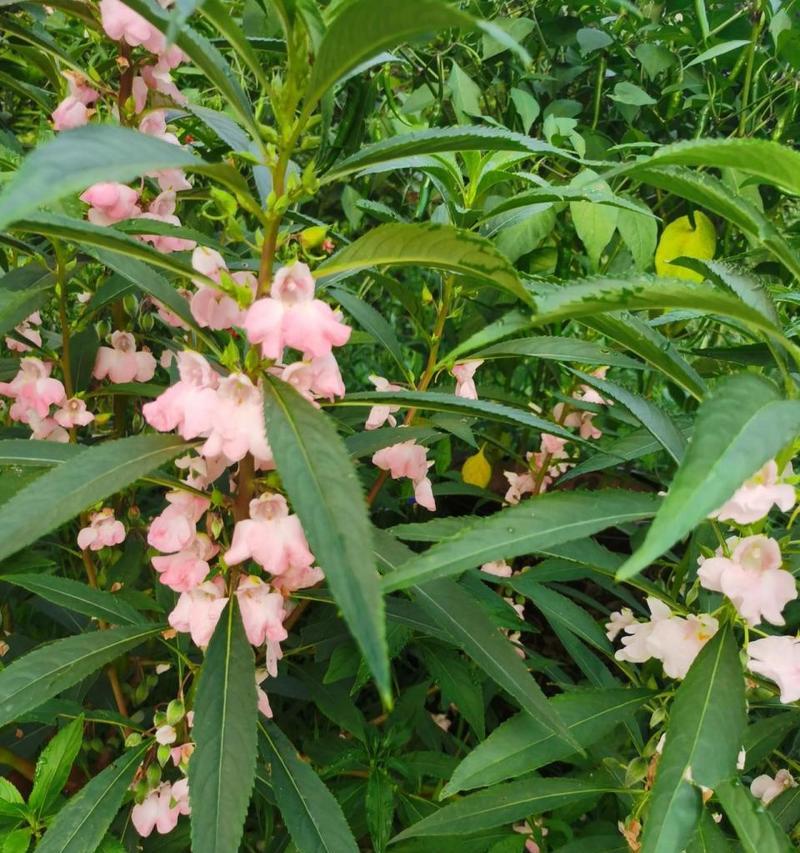 凤仙花之美——花语传承的千年文化（凤仙花花语的传承与演变）