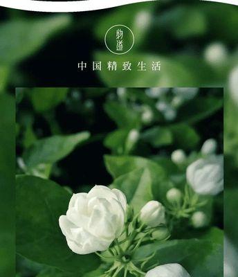 茉莉花的花语（解读茉莉花的五种含义）