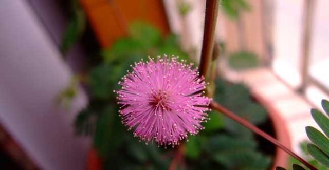 含羞草的花语与寓意（探索花语中的内涵与美好，含羞草的神秘之美）