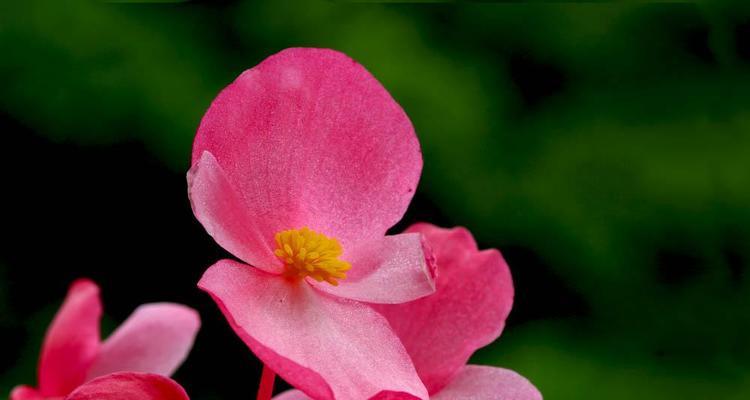 秋海棠花语与寓意（美丽的花朵，背后的含义）