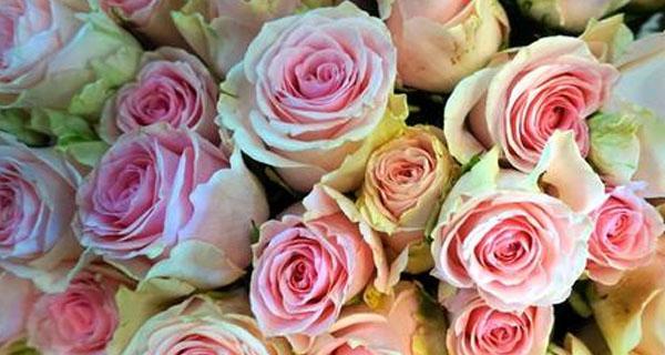 探秘粉红玫瑰的花语（象征着浪漫和真爱，成为送礼佳品）