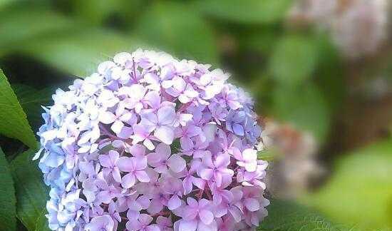 绣球花的花语剖析（揭开绣球花各种含义，从此不再被其浑浑噩噩的神秘色彩所困扰）