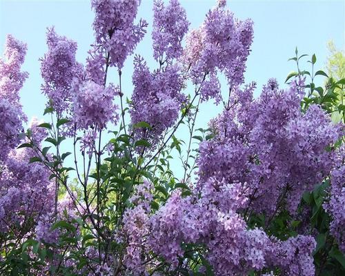 丁香花——浪漫的传承（传承着爱和纯真的花朵，鲜花网为您介绍）