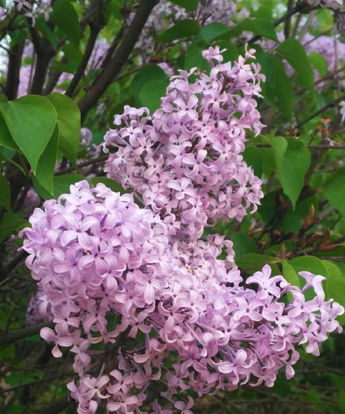 丁香花——浪漫的传承（传承着爱和纯真的花朵，鲜花网为您介绍）