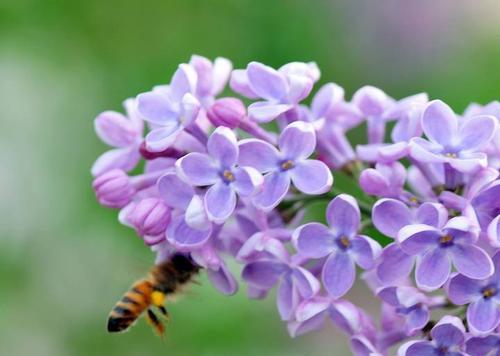 丁香花——浪漫的传承（传承着爱和纯真的花朵，鲜花网为您介绍）