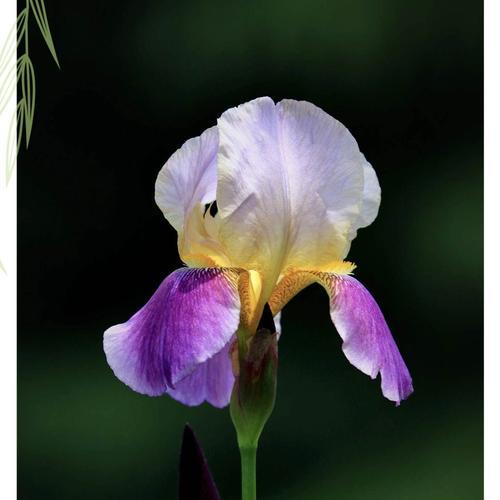 探秘鸢尾花的花语与传说（纯洁、奉献、神秘——一朵花的多重意义）