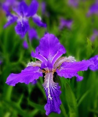 探秘鸢尾花的花语与传说（纯洁、奉献、神秘——一朵花的多重意义）