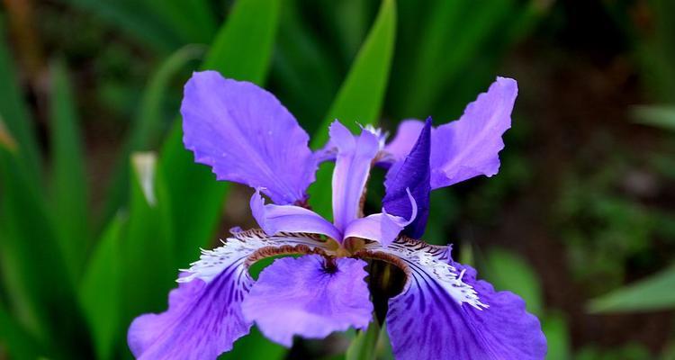 探秘鸢尾花的花语与传说（纯洁、奉献、神秘——一朵花的多重意义）