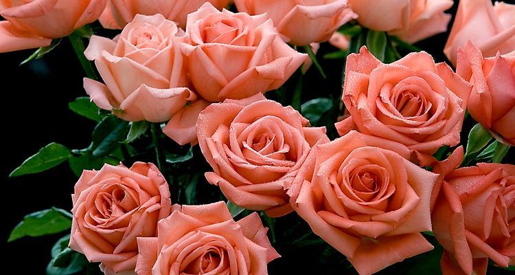 十二朵玫瑰的意义（赋予爱情深刻含义的鲜花）