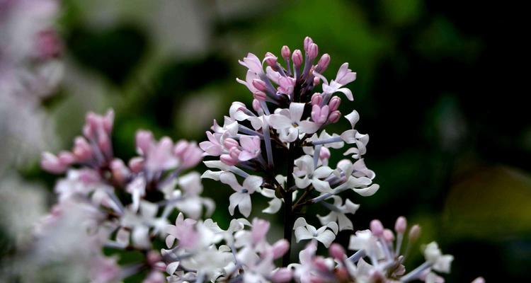 丁香——浪漫的花语和含义（让香气飘散在春天的午后，寄托爱情和思念）