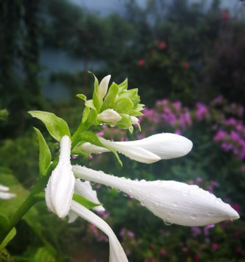 玉簪花的花语与文化意义（探索玉簪花的神秘花语与象征意义）