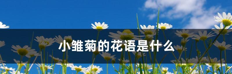 小雏菊花语的意义（小雏菊的8种象征意义）