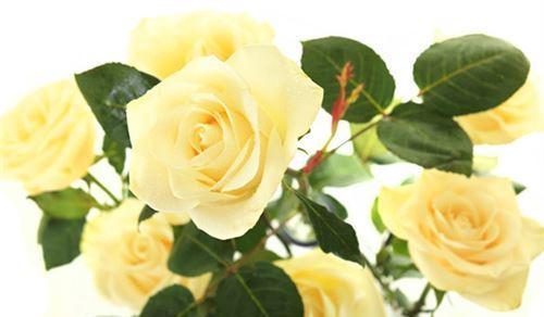 黄玫瑰花语的深刻意义（探究黄玫瑰花的花语及其传递的情感意义）