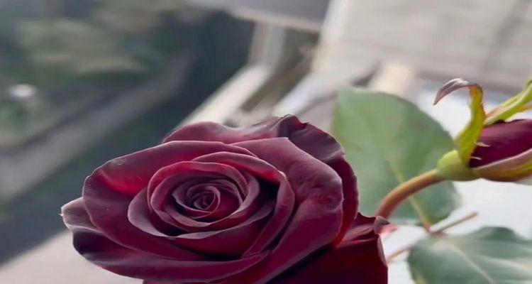 黑玫瑰的花语和寓意（探究黑色花卉的神秘之美）