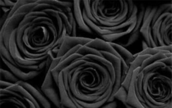黑玫瑰的花语和寓意（探究黑色花卉的神秘之美）