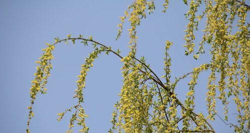 金丝桃花语剖析（探寻金丝桃的寓意与象征）