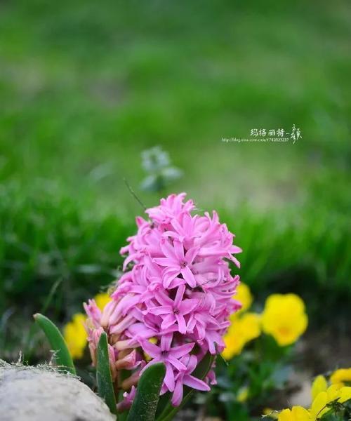 沙洲蕃红花开启春日美景（追寻自然之美，感受沙洲蕃红花的恢弘与温馨）