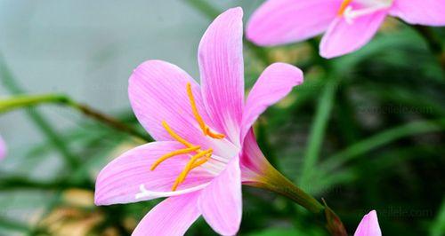 沙洲蕃红花开启春日美景（追寻自然之美，感受沙洲蕃红花的恢弘与温馨）