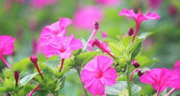 夜来香之神话传说（追溯千年的芬芳魅力）